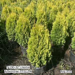 August 2025 7g Jantar Arborvitae Group Website